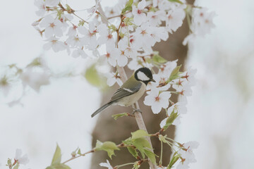 Japanese Tit looking cute and beautiful amongst the sakura in NIIgata, Japan.  © Russell