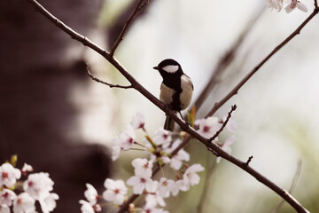 Japanese Tit looking cute and beautiful amongst the sakura in NIIgata, Japan.  © Russell