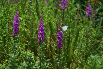 Obraz premium Lythrum salicaria (Ezo-Misohagi) flowers. It differs from 'Lythrum anceps' in that the leaves clasp the stem and the plant is covered with short hairs.