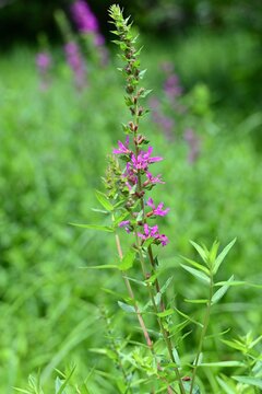 Lythrum salicaria (Ezo-Misohagi) flowers. It differs from 'Lythrum anceps' in that the leaves clasp the stem and the plant is covered with short hairs.
