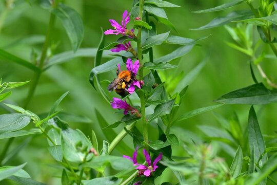 Lythrum salicaria (Ezo-Misohagi) flowers. It differs from 'Lythrum anceps' in that the leaves clasp the stem and the plant is covered with short hairs.