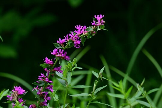 Lythrum salicaria (Ezo-Misohagi) flowers. It differs from 'Lythrum anceps' in that the leaves clasp the stem and the plant is covered with short hairs.