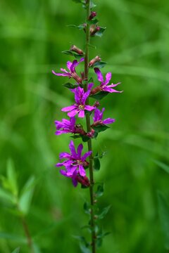 Lythrum salicaria (Ezo-Misohagi) flowers. It differs from 'Lythrum anceps' in that the leaves clasp the stem and the plant is covered with short hairs.