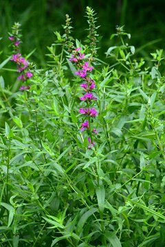 Lythrum salicaria (Ezo-Misohagi) flowers. It differs from 'Lythrum anceps' in that the leaves clasp the stem and the plant is covered with short hairs.