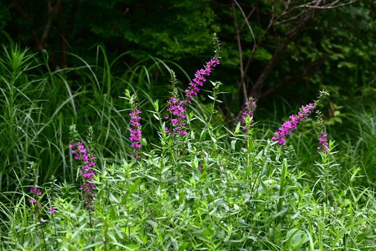 Lythrum salicaria (Ezo-Misohagi) flowers. It differs from 'Lythrum anceps' in that the leaves clasp the stem and the plant is covered with short hairs.