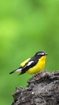 Detailed close up of a striking small bird with bright yellow and black plumage perched on a rough dark wooden log against a smooth blurred green background