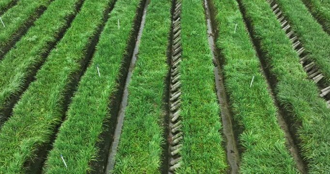 Aerial footage of green leek leaves in growth at vegetable garden