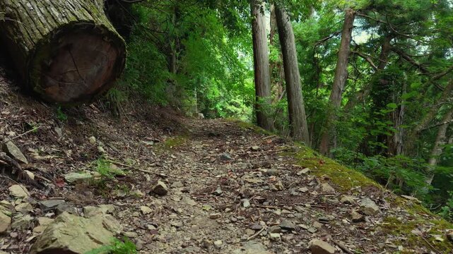 POV Walking Shot on the Choishi-michi Pilgrimage Trail Between the 34th and 33rd Stone Markers, Koyasan, Wakayama, Japan　主観移動撮影・高野参詣道 町石道「34町石・33町石区間」和歌山県高野町