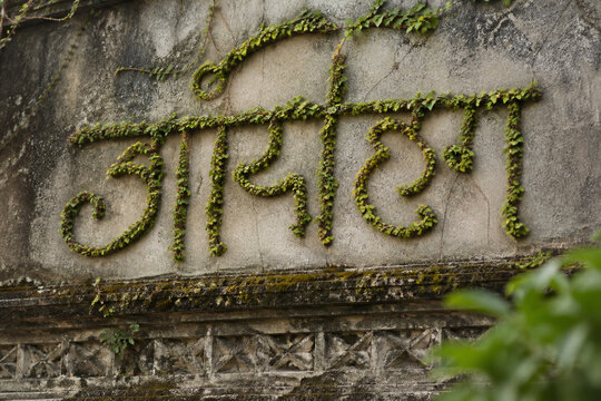 Natural vines growing on an ancient wall forming elegant script curves.