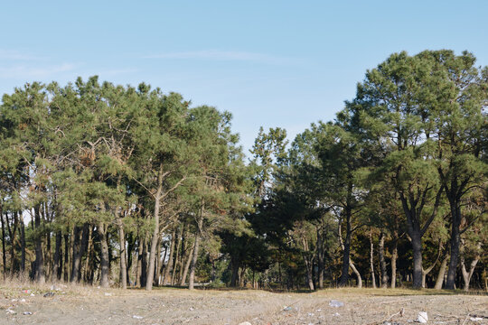 Forest edge with tall trees, green foliage and clear sky, open ground and natural light creating a calm outdoor woodland landscape for nature, hiking, park scenes and quiet atmosphere