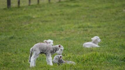 Young Lambs Playing in a Field at Cornwall Park, Auckland, New Zealand © Bill