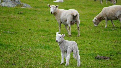 Young Lamb Standing in a Pasture at Cornwall Park, Auckland, New Zealand © Bill