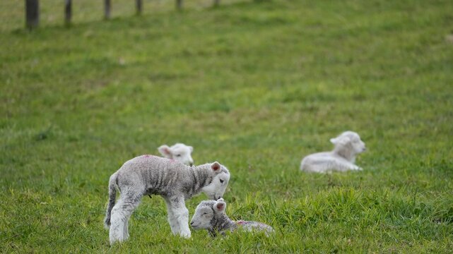 Young Lambs Playing in a Field at Cornwall Park, Auckland, New Zealand