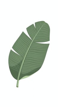 Close up of a green leaf with veins.