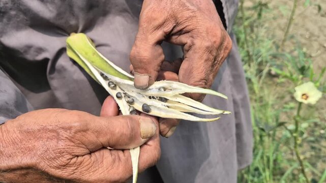 Close Up Of Farmer Hands Splitting Dry Okra Pod To Extract Seeds In Farm Field