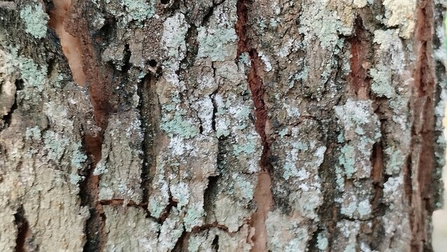 tree bark texture