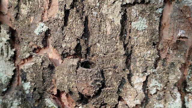 bark of a tree