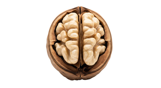 A cracked walnut shell revealing the brain shaped nutmeat on transparent background kernel halved bisected opened fractured broken segmented