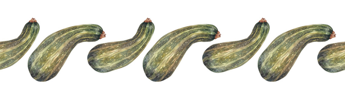 Watercolor seamless border with green squash zucchini on white background. Courgette. Autumn vegetable raw food for sticker or menu card. Hand-drawn rim for kitchen. Wallpaper or wrapping or textile
