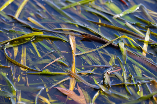 Green water weeds on lake