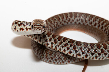 Fototapeta premium Yellow-Bellied Racer (Coluber constrictor flaviventris) looking directly towards the camera. Observed in Larimer County, Colorado.