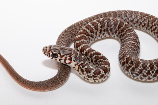 Close-up of the head of a juvenile Yellow-Bellied Racer Snake (Coluber constrictor flaviventris).  It has the blotched patterns of young racers, but will eventually develop a solid yellow dorsal color