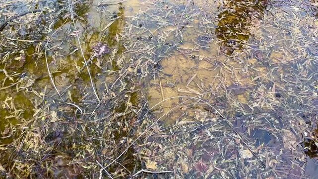 Lake reeds on dirty lake water in Istanbul, Turkey. (4K video)