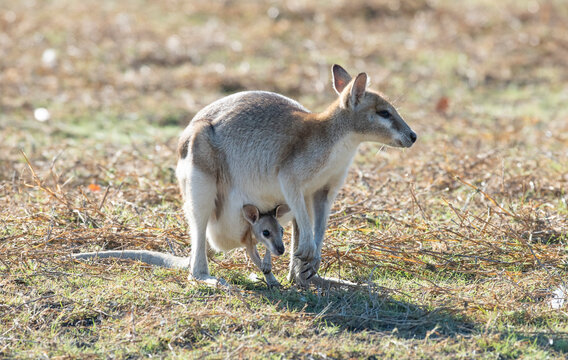 wallaby with joey in the pouch in outback Queensland.