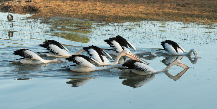 pelicans feeding in a lagoon in outback Queensland.