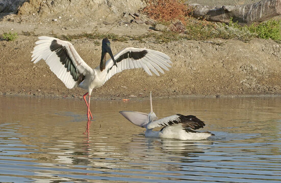 Jabiru stork fighting with a pelican on a remote lagoon in north Qeensland,Australia.