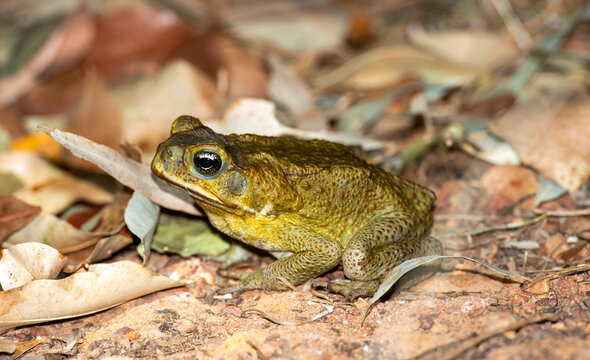 A cane toad in far north Queensland.