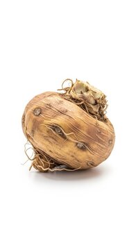 A single, dry, dormant crocus bulb with visible roots and a papery outer skin, isolated on a white background.