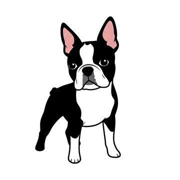 Boston vector terrier breed standing on white background