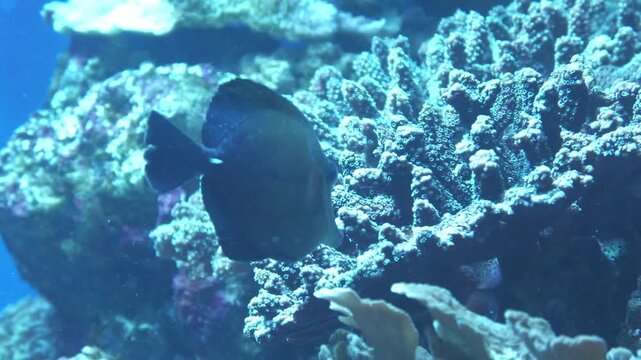 ゴマハギ