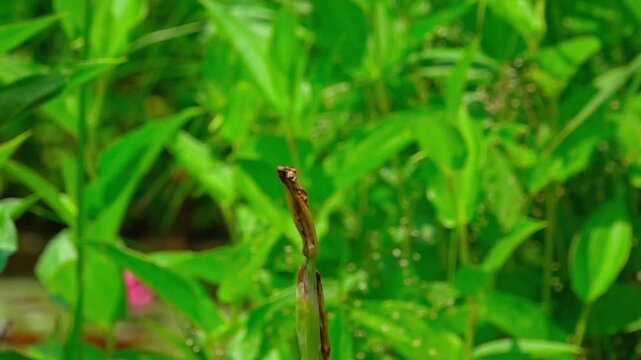 A white-tailed skimmer dragonfly taking off in super slow motion
