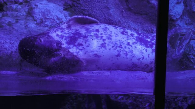 ゴマフアザラシ