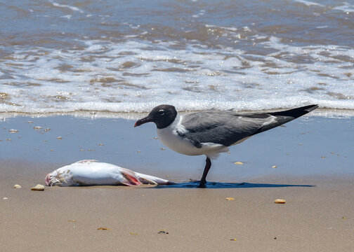 Laughing gull eating a fish at Boca Chica in south Texas