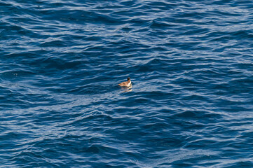 Fototapeta premium Common Murre Near College Fjord Alaska
