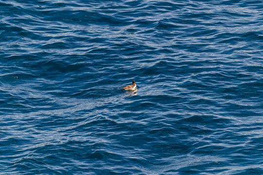 Common Murre Near College Fjord Alaska