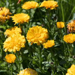 Fototapeta premium a delightful yellow calendula, also known as pot marigold, in the garden