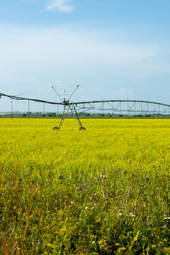 Irrigation system in a vibrant yellow field under a clear blue sky, showcasing agricultural machinery and lush crops in a rural landscape