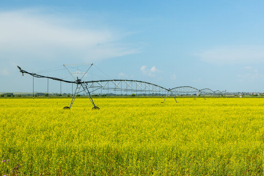 Agricultural irrigation system on a vibrant yellow flower field under a clear blue sky, showcasing modern farming technology in a rural landscape