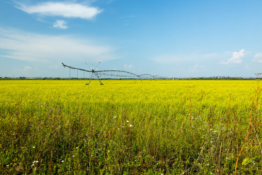 Expansive yellow flowering field with a center pivot irrigation system visible, set against a clear blue sky and distant landscape in the background