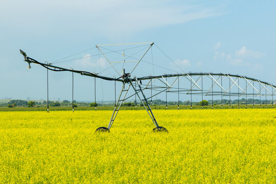 Metal irrigation system spans across a yellow flower field under a clear blue sky, showcasing agricultural practices in a rural setting