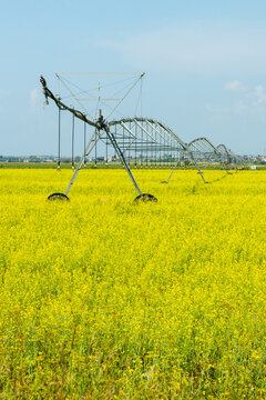 Agricultural irrigation system on yellow flowering field under blue sky, showcasing modern farming technology in a rural landscape