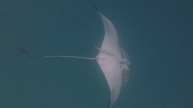Reef Manta Ray Turning with Remoras Underwater