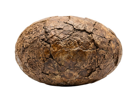 A detailed fossilized dinosaur egg with a cracked texture isolated on transparent background