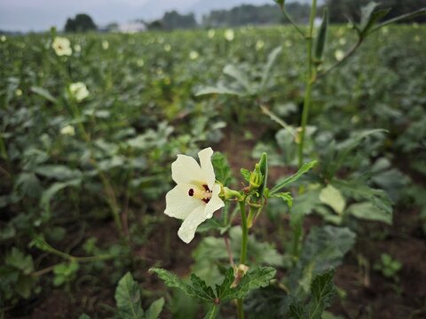 Okra flower and pod or Abelmoschus esculentus also known as ladies finger, bhindi, or gumbo