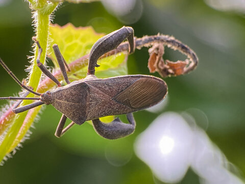 Extreme macro shot of a brown leaf-footed bug perching on a hairy plant stem with soft bokeh background