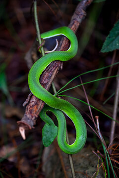 Close up of a green pit viper snake coiled around a tree branch in the forest. Venomous reptile in natural tropical habitat concept. Vertical orientation with selective focus.